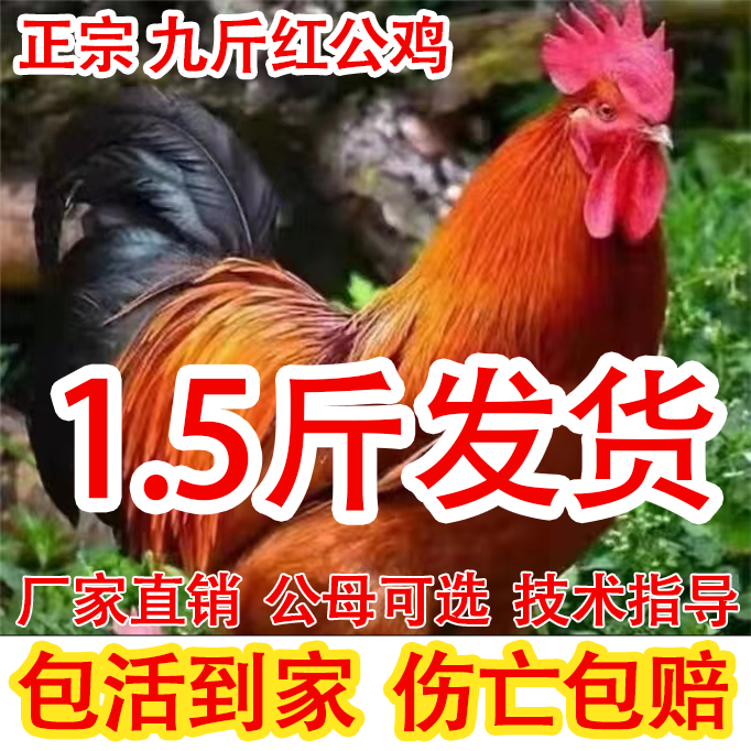 大种巨型公鸡活苗芦花五黑麻羽鸡