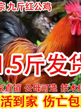 大种巨型公鸡活苗芦花五黑麻羽鸡