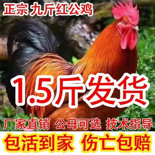 1.5斤正宗九斤红公鸡活苗大红公鸡苗农村散养土鸡脱温小鸡活鸡苗