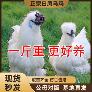 一斤纯种白凤乌骨鸡活苗正宗泰和乌鸡脱温小鸡活苗农家散养土母鸡