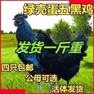 一斤正宗五黑鸡活苗纯种五黑绿壳蛋鸡乌骨鸡脱温小鸡活苗散养土鸡