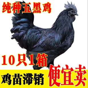 一斤正宗五黑鸡活苗纯种五黑绿壳蛋鸡脱温乌骨鸡散养母鸡小鸡活苗