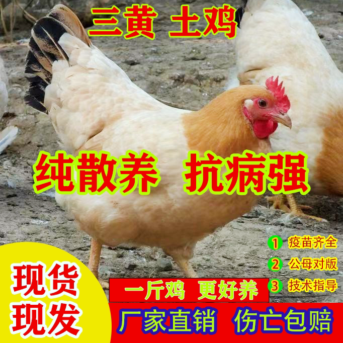 1一斤三黄土鸡母鸡活小鸡苗批发