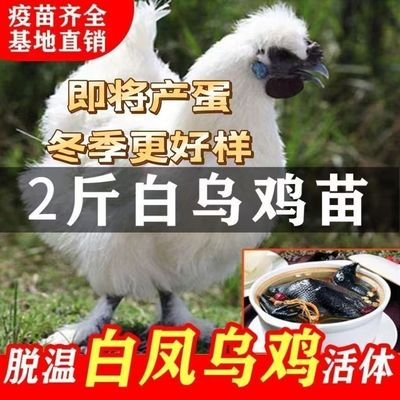 白凤乌鸡活苗正宗小鸡苗鸡活苗