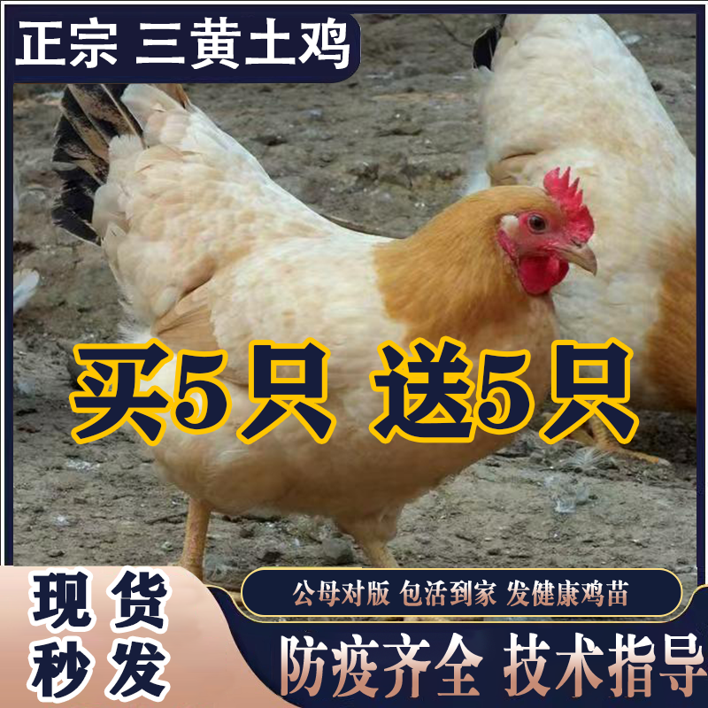 1斤三黄土鸡小鸡活鸡苗幼苗批发