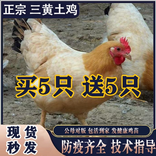 一斤正宗三黄土鸡活苗小鸡活苗脱温小鸡高产蛋鸡农家散养母鸡土鸡