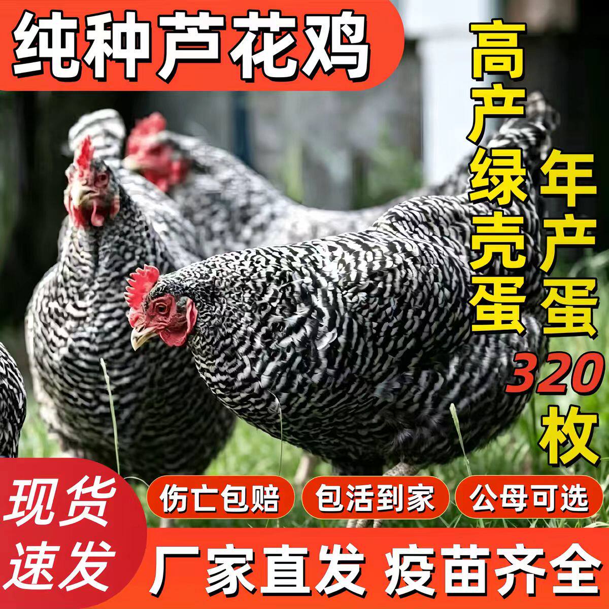 一斤正宗芦花鸡活苗纯种芦花鸡苗绿壳蛋鸡小鸡活苗脱温鸡青年鸡
