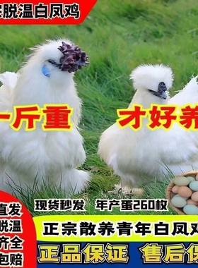 1一斤正宗白凤乌骨鸡活苗小鸡苗