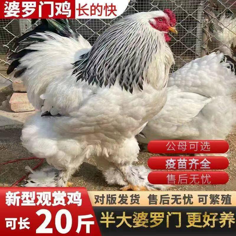 正宗婆罗门鸡活苗梵天鸡宠物鸡