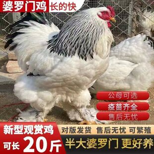 正宗婆罗门鸡活苗纯种巨型梵天鸡小鸡活苗脱温半大鸡观赏鸡宠物鸡