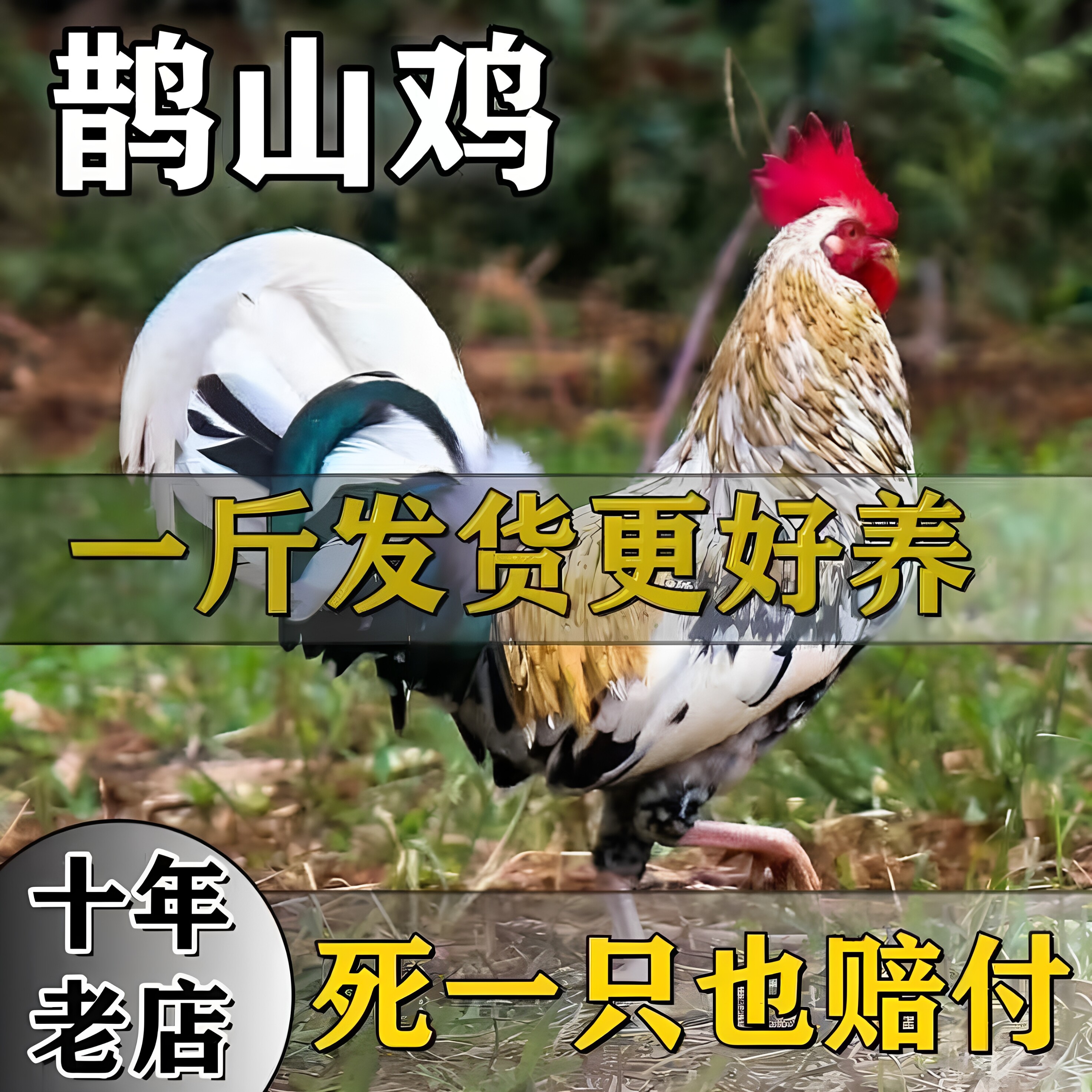 纯种鹊山鸡活苗正宗七彩鸡彩凤观赏鸡活体脱温鸡半大小鸡活苗鸡仔
