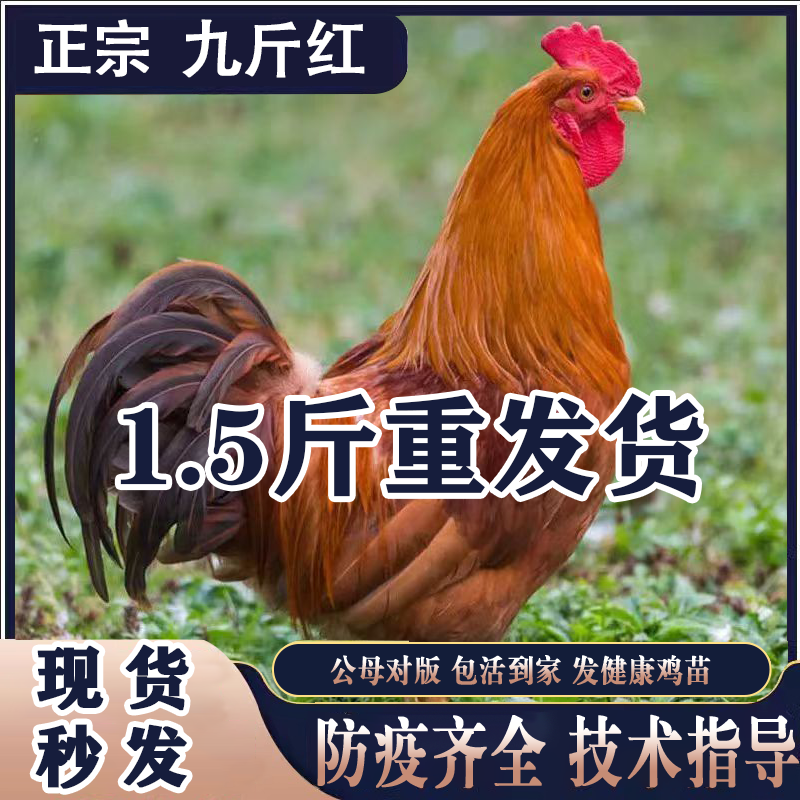 大种巨型公鸡小鸡活苗土公鸡苗