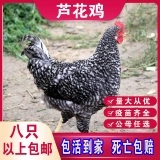 1斤高产蛋母鸡五黑麻羽小鸡批发