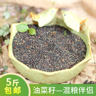 5斤包邮鸟食油菜籽250g 虎皮鹦鹉牡丹 芙蓉鸟 玉鸟文鸟鸟粮鸟饲料
