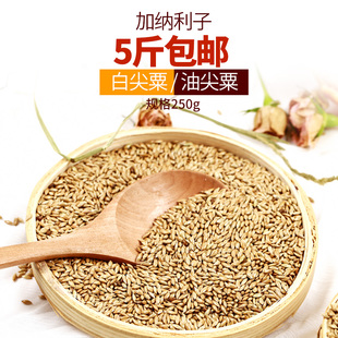 草庐籽鸟粮250g虎皮玄风谷子饲料 加纳利子鹦鹉鸟食油尖粟白尖粟
