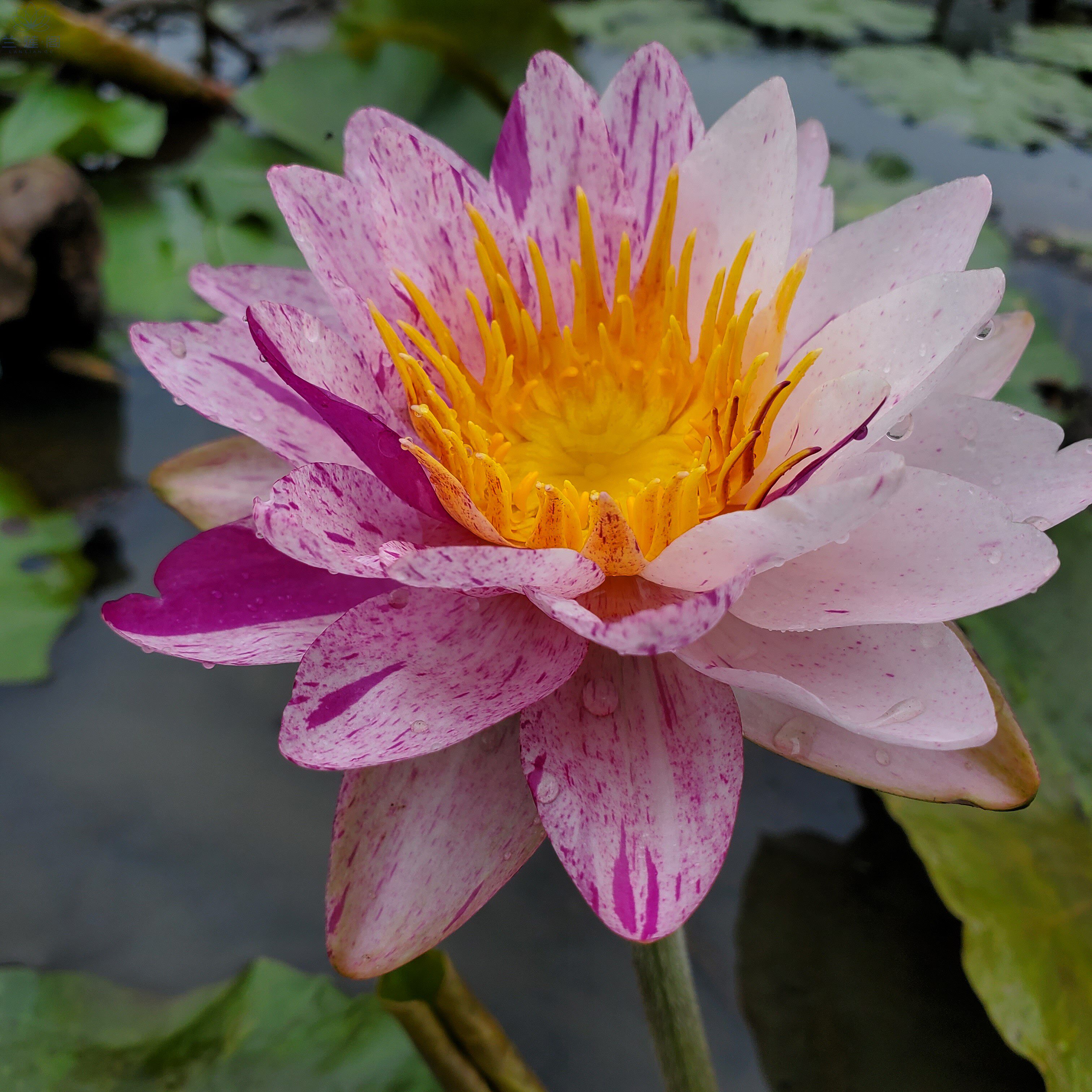 跨亚属耐寒睡莲北极星 大型品种