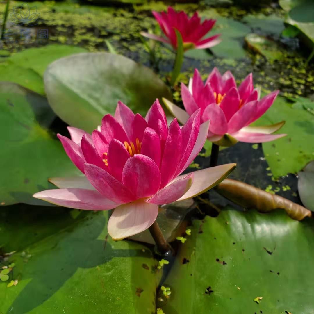 耐寒睡莲霞妃 带花苞发货 中小型品种