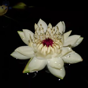 秘鲁夜开睡莲ADA红莲血红虎斑鱼缸水草活体红色稀有高端新品