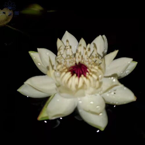兰莲阁睡莲鱼缸草缸栽培ada