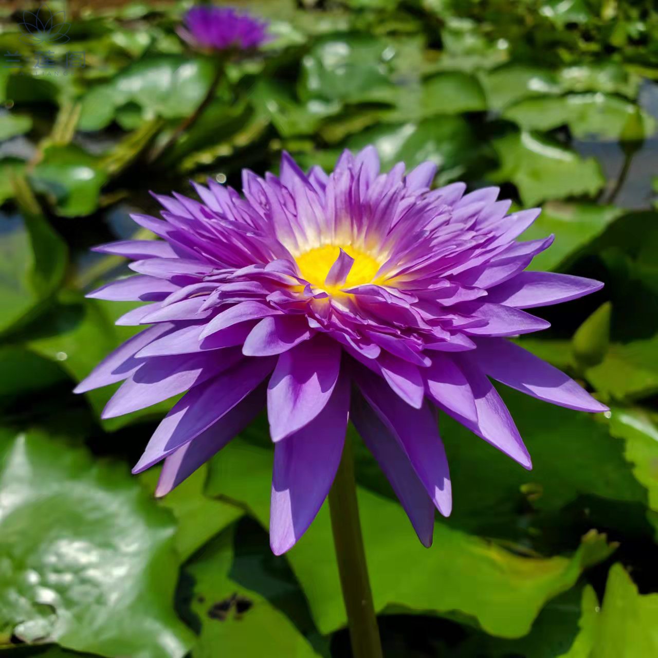 水生花卉非常容易秋季夏季春季净化空气花卉热带睡莲泰王睡莲