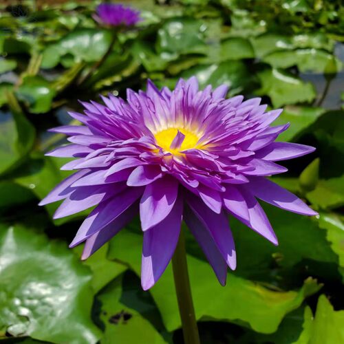水生花卉非常容易秋季睡莲