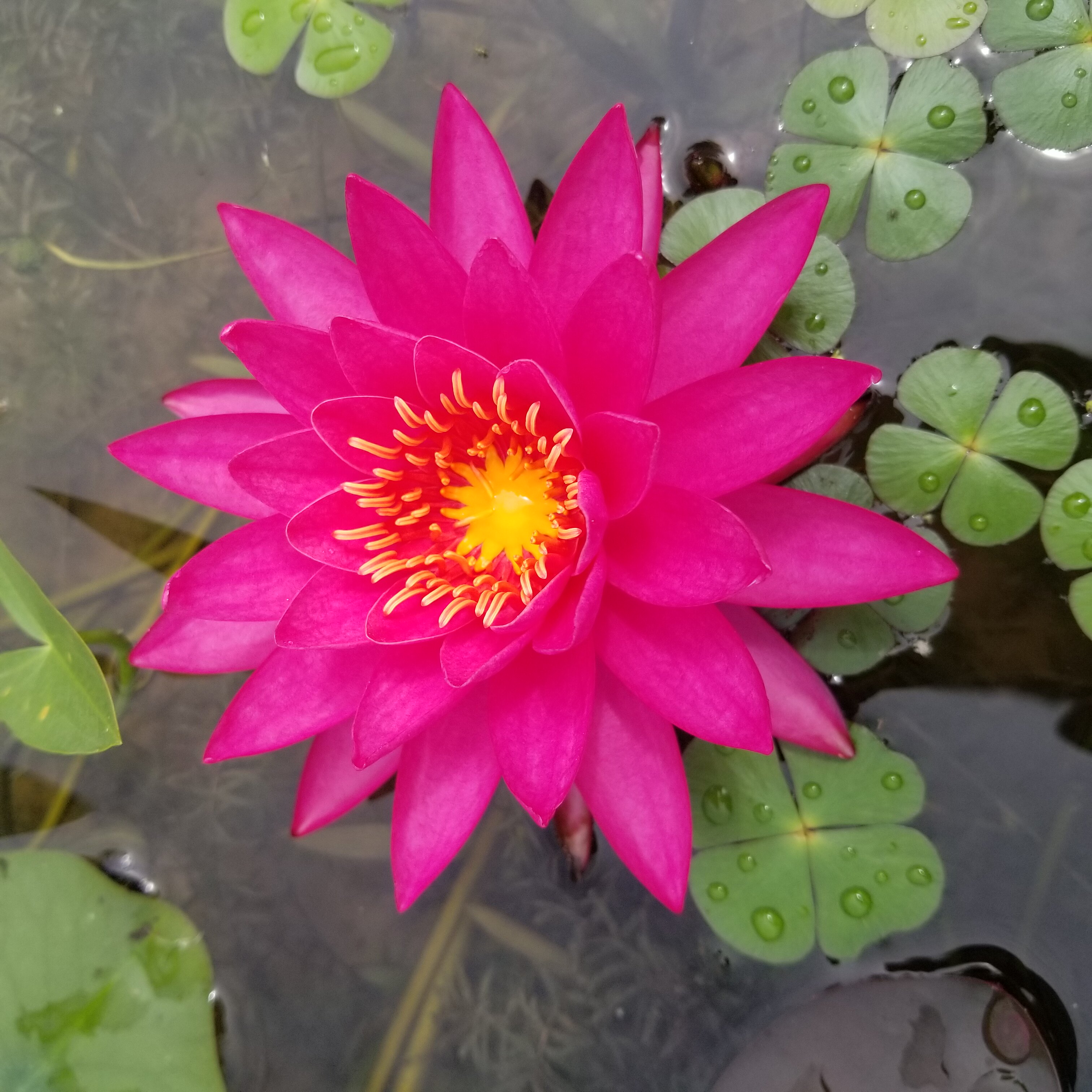 谭群   带花发货 耐寒睡莲  大型品种