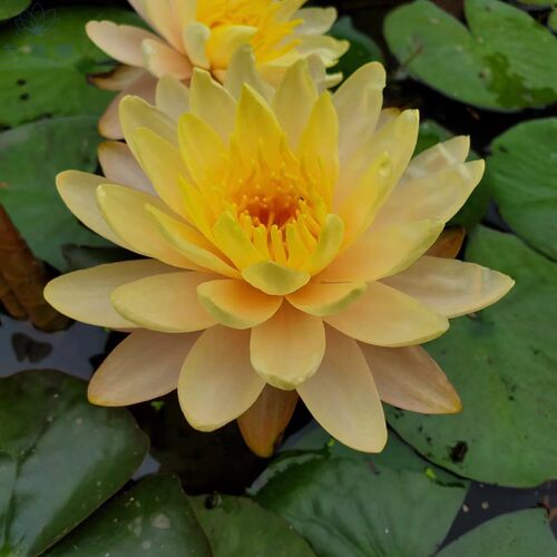 兰莲阁睡莲水生花卉春夏秋