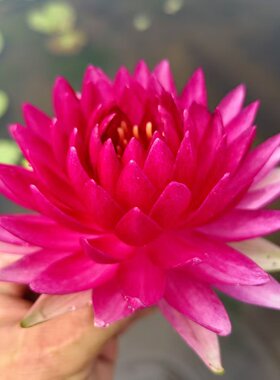 耐寒睡莲女王的舞会N.'Reine du Bal'大型品种水生植物