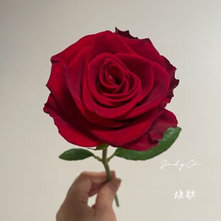 【方德】颂歌玫瑰（无土栽培）【1单包邮】云南鲜花