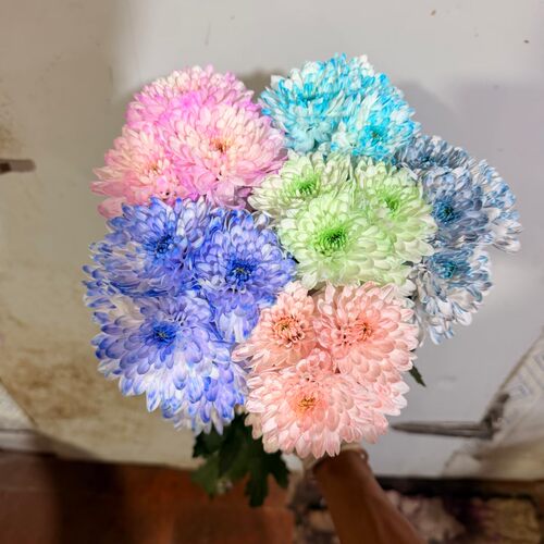 【丰岛】阿泰小菊青花瓷【1单包邮】云南鲜花吸色好养花期长