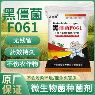 黑僵菌F061绿僵菌金龟子绿僵菌地下害虫生物剂白僵菌