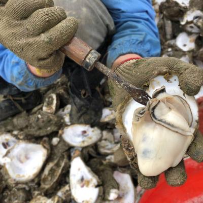 汕尾晨洲生蚝 每日现开 无粕酥鲜甜 晨洲本港生蚝 2斤密封罐装