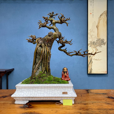 小叶榔榆盆景抱石榆树老桩榆树