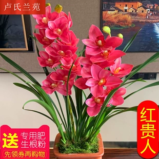 红贵人浓香型盆栽四季 好养建兰花卉绿植兰草兰花苗 超香兰花