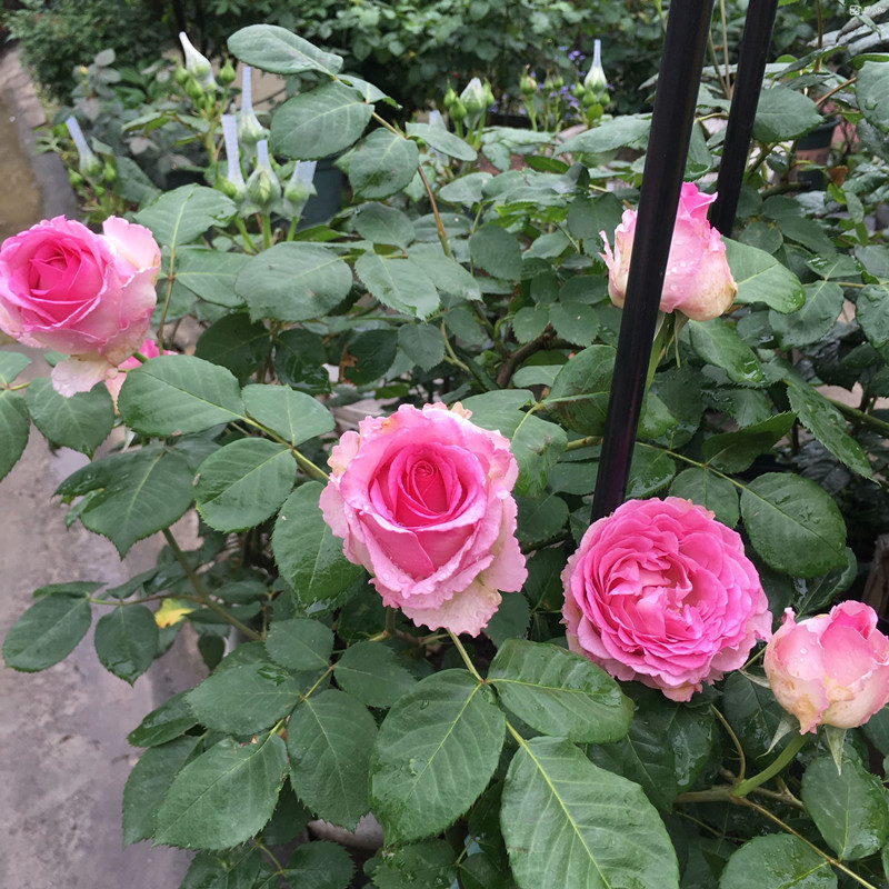罗衣月季爬藤浓香四季开花带花苞藤本月季攀援花卉