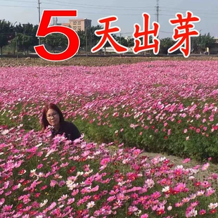 波斯菊花种子格桑花种籽子七彩四季 播种开花易活花籽庭院室外花种