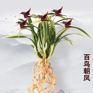 兰金边矮种兰花四季 开花百鸟朝凤花办公室盆栽植物花卉 浓香型四季