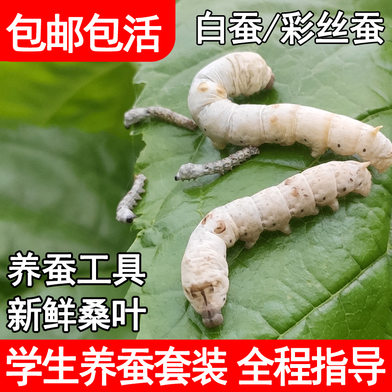 蚕宝宝活体春蚕幼虫蚕卵活物学生养蚕套装喂蚕桑树叶新鲜桑叶500g 宠物/宠物食品及用品 蚕宝宝 原图主图