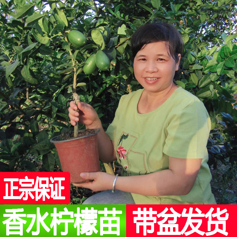台湾香水柠檬树苗嫁接无籽柠檬果树果苗南方种植盆栽地栽四季结果
