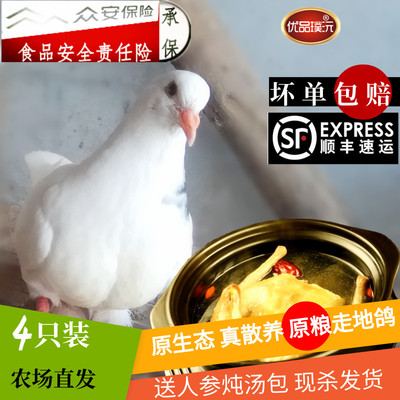 优品璞沅农场放养乳鸽肉4只装