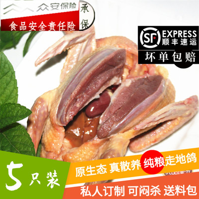 新鲜土鸽子5只农家散养