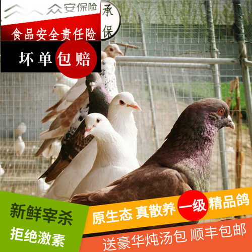 鲜鸽子肉散养乳鸽肉现杀鸽生鲜脆皮煲汤烤乳鸽孕妇两只起顺丰包邮