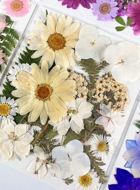 花柬25朵干花押花材料包