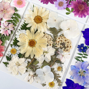 干花diy压花DIY押花材料包书签真花手工团扇滴胶干树叶植物标本
