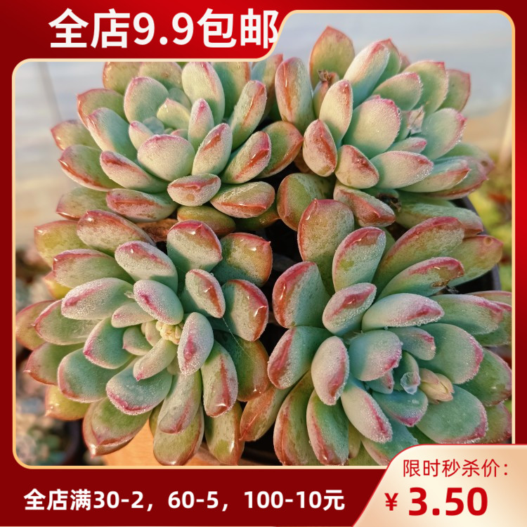 迈达斯国王群生多肉植物新手多肉满20包邮绿植园艺防辐射