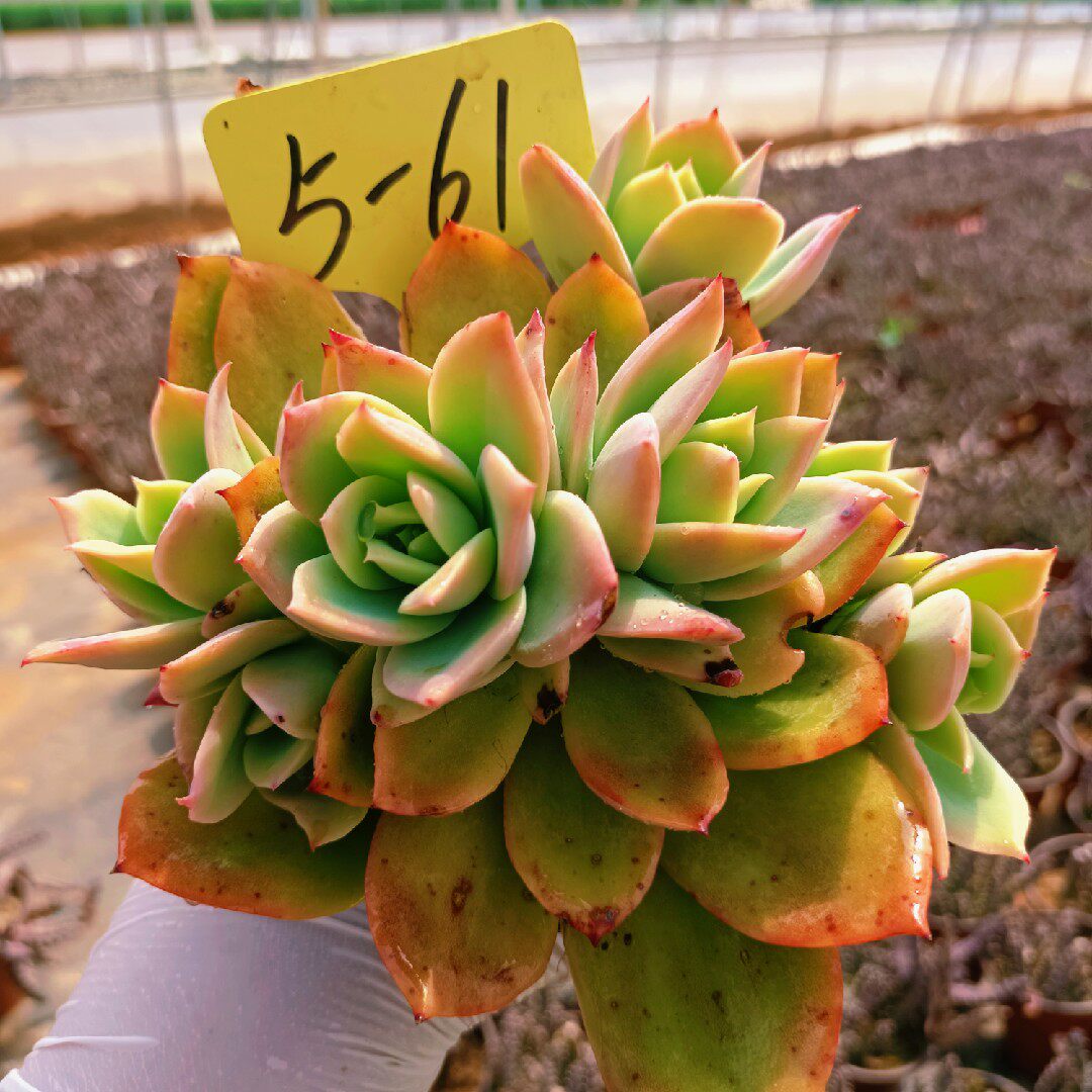 金辉也叫乔伊多肉植物网红爆款黄色多肉清棚吸甲醛桌面盆