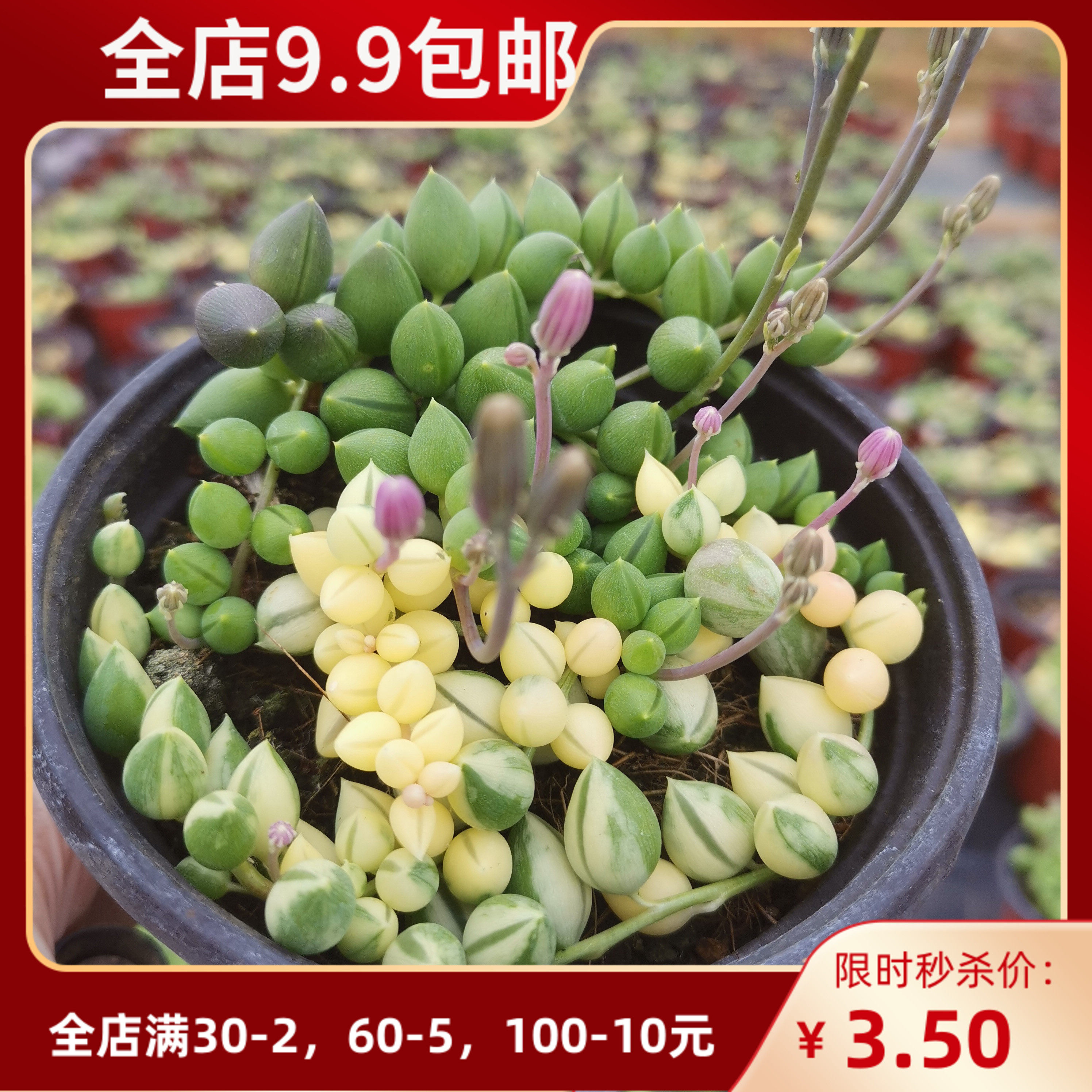 情人泪锦佛珠锦珍珠泪稀有多肉自然锦非药锦垂吊多肉基地直供