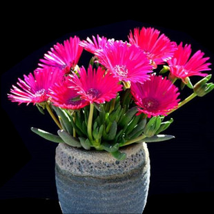 一颗包邮红花奔龙黄花照波多肉植物神童番杏科春秋季开花观赏性好