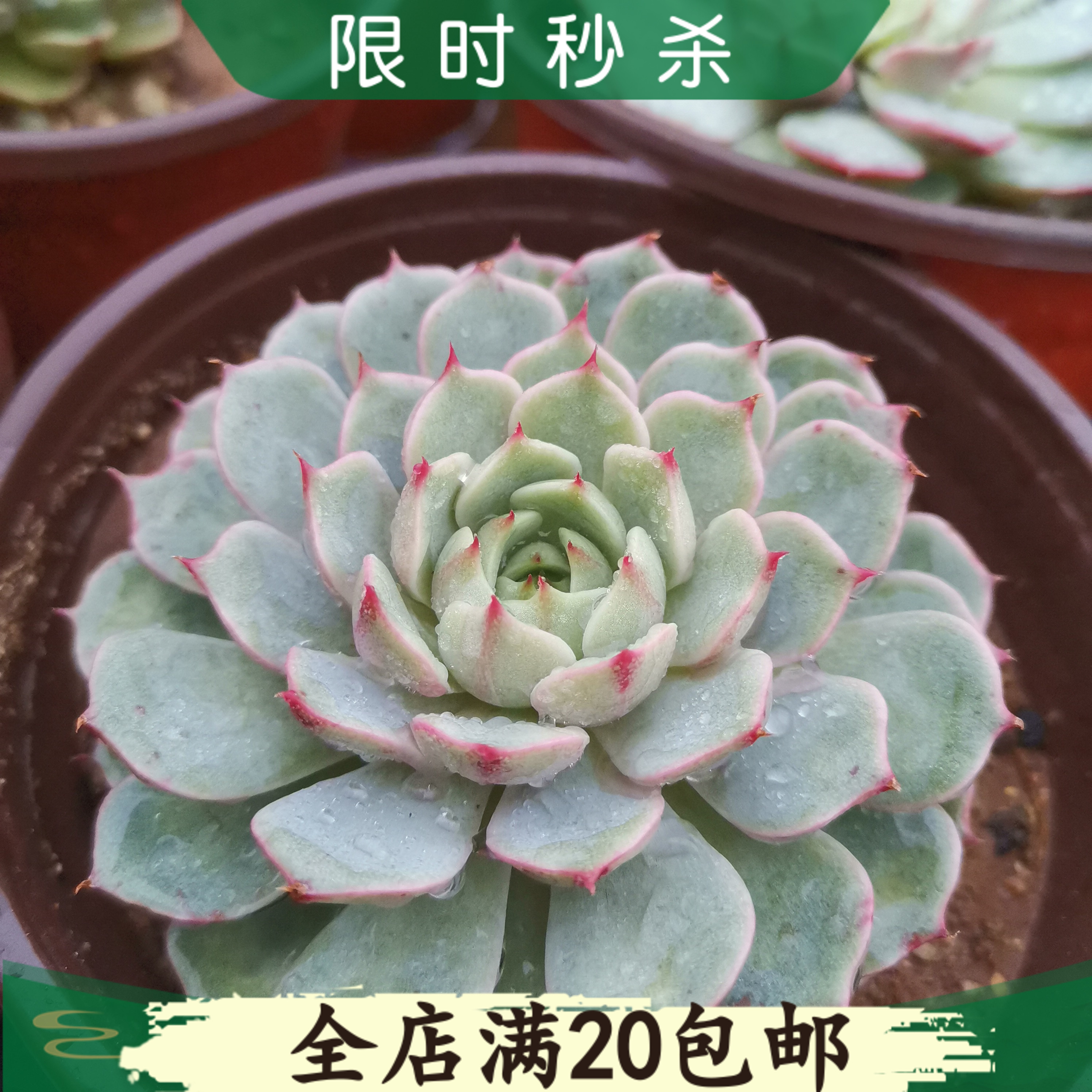 多肉植物吧价格 多肉植物吧图片 星期三 多肉植物吧价格 多肉植物吧图片 星期三