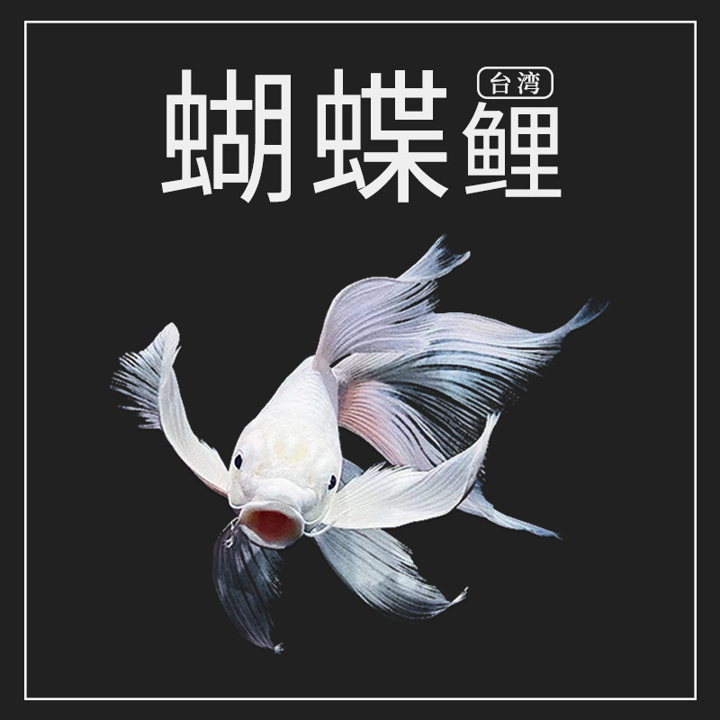台湾蝴蝶贵妃狮子头锦鲤鱼活体长短身球体型大鳍大尾珍珠石膏白色